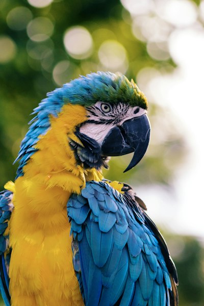 Grey Parrot