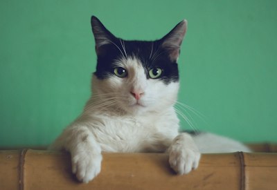 Sleeping cat