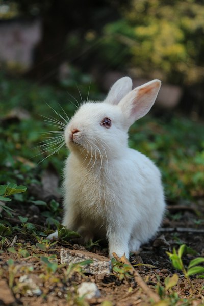Rabbit Oral Exam