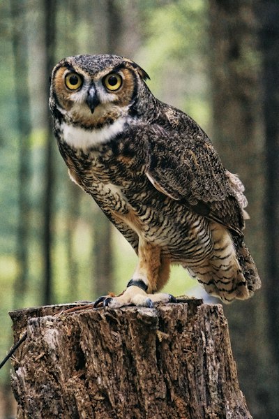 Cute Space Owl