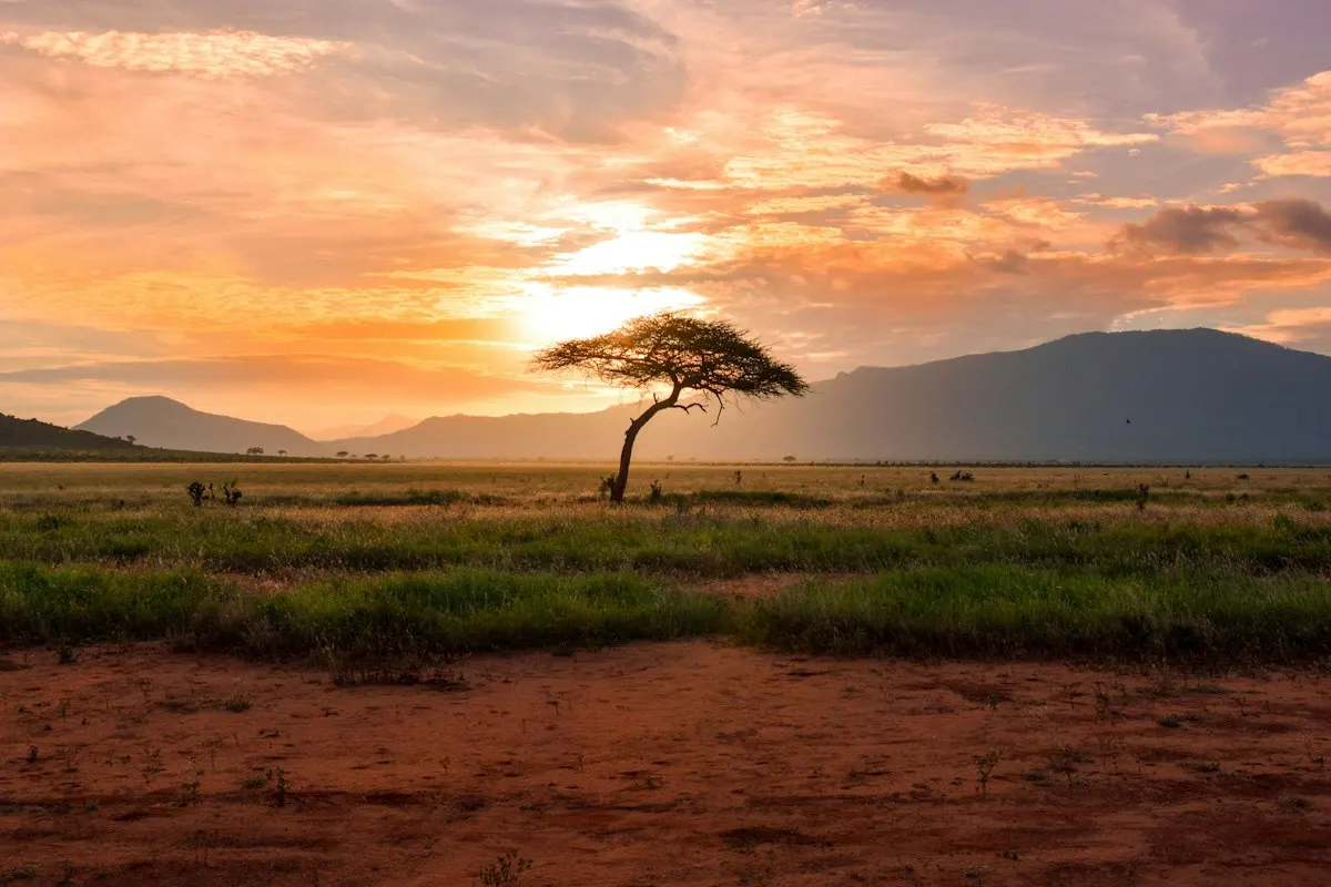 Wildlife Safaris
